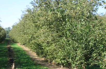 Noisetiers à Baignac