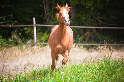 Cheval à Auterive ©Carsten Friese