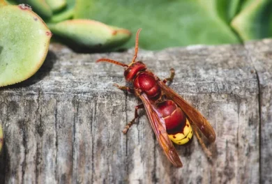 depositphotos_221994366-stock-photo-close-red-oriental-hornet-vespa