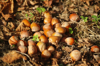 Noisette à Gensac