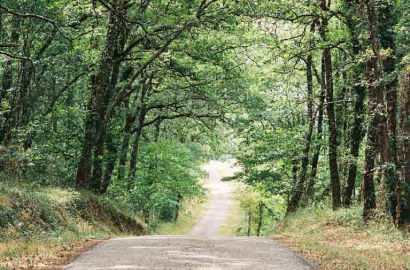 sous-bois à Maumusson