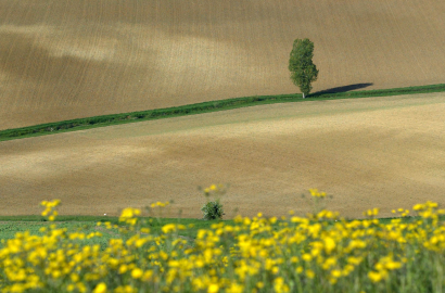 Campagne à Goas au printemps